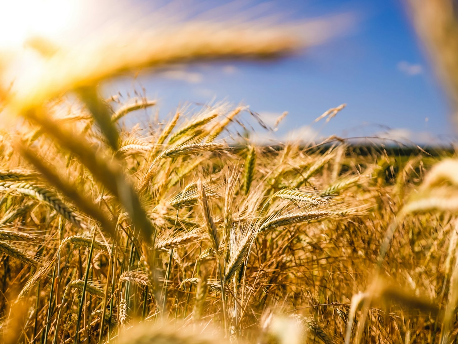 The Future of Sustainable Turf Management