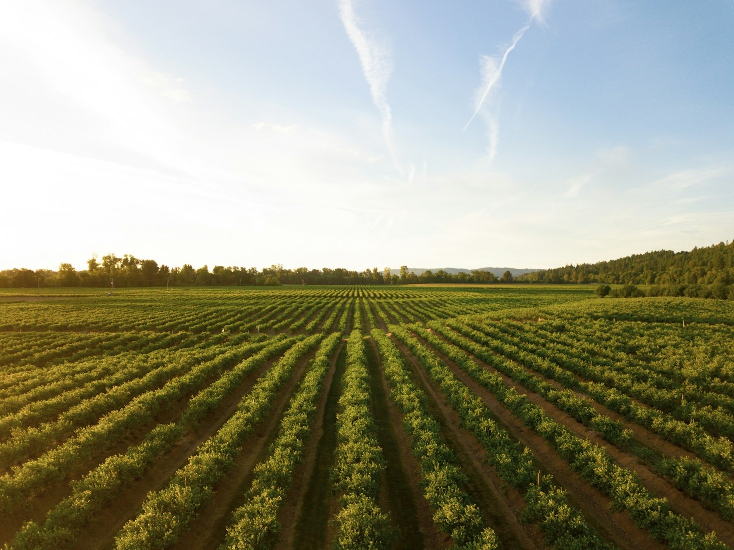 How Innovative Turf Solutions Transform Agriculture