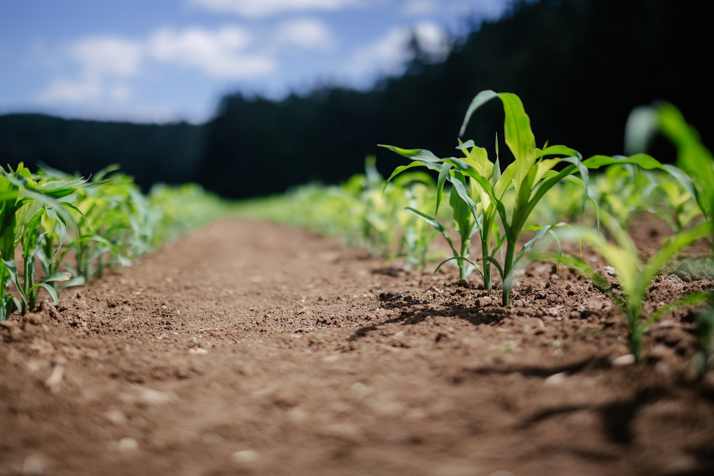 Top Benefits of Modern Turf Care Methods
